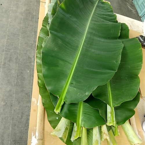 バナナの葉っぱ